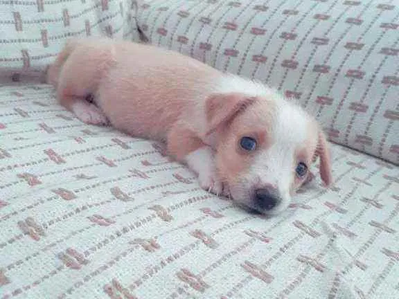Cachorro ra a Vira lata idade Abaixo de 2 meses nome Sem nome