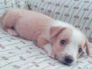 Cachorro raça Vira lata idade Abaixo de 2 meses nome Sem nome