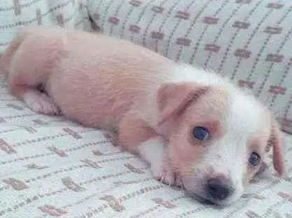 Cachorro ra a Vira lata idade Abaixo de 2 meses nome Sem nome