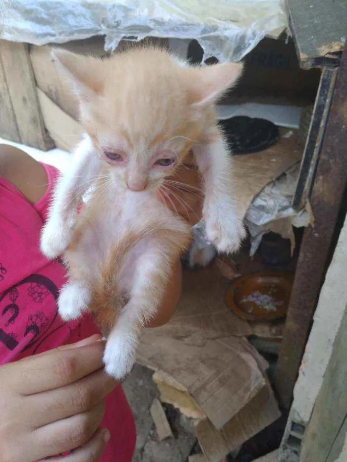 Cachorro ra a Vira lata  idade 2 a 6 meses nome Sem nome