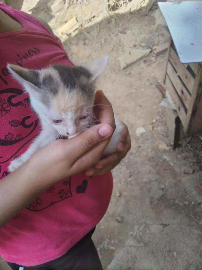 Cachorro ra a Vira lata  idade 2 a 6 meses nome Sem nome