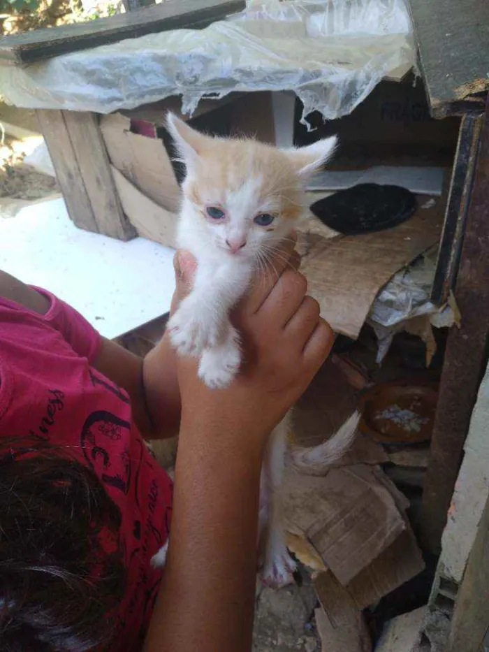 Cachorro ra a Vira lata  idade 2 a 6 meses nome Sem nome