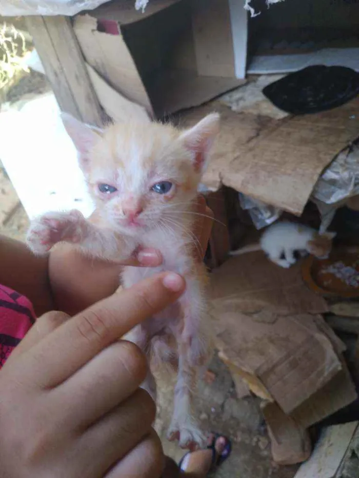 Cachorro ra a Vira lata  idade 2 a 6 meses nome Sem nome