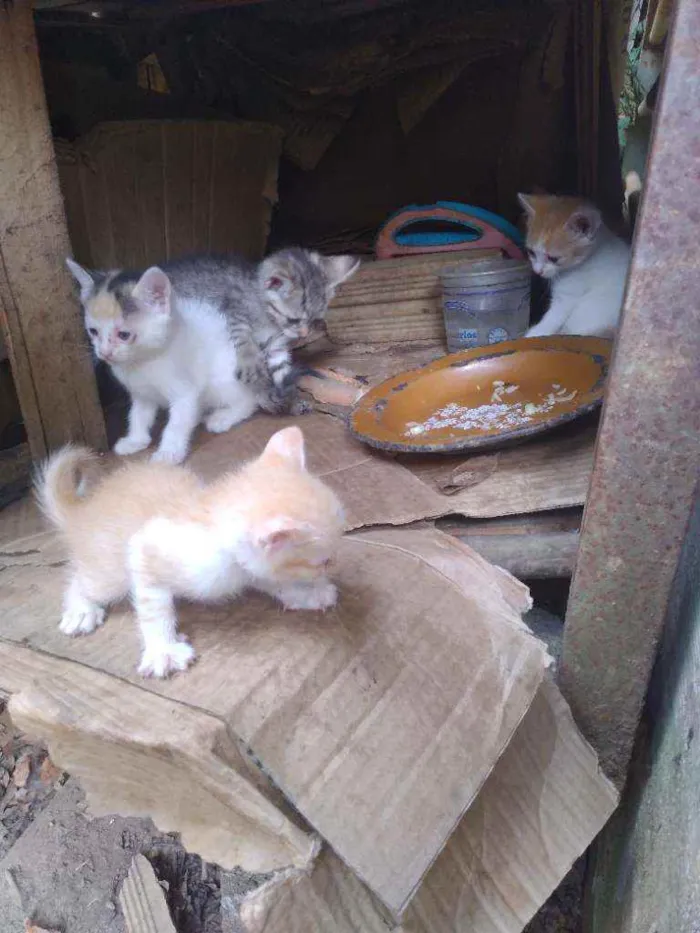 Cachorro ra a Vira lata  idade 2 a 6 meses nome Sem nome