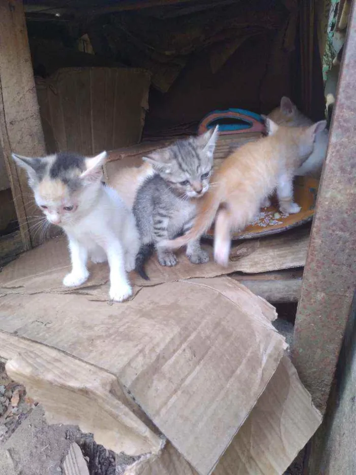 Cachorro ra a Vira lata  idade 2 a 6 meses nome Sem nome