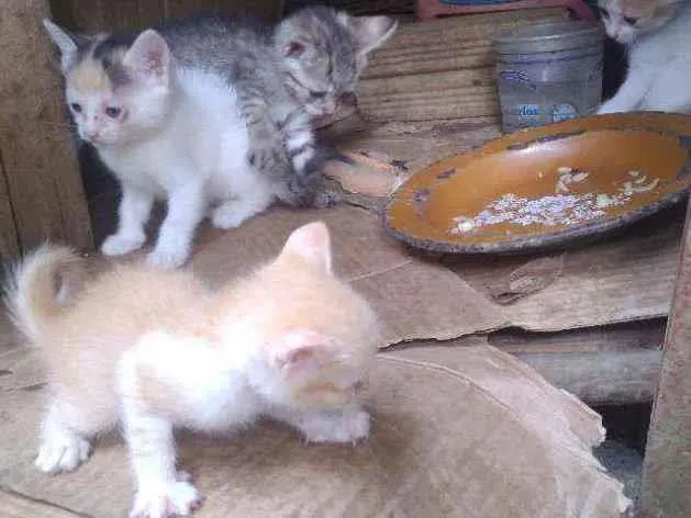 Cachorro ra a Vira lata  idade 2 a 6 meses nome Sem nome