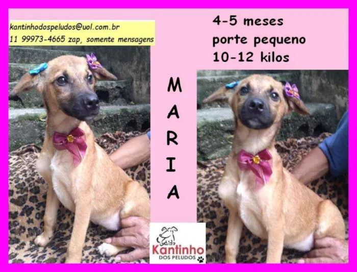 Cachorro ra a srd idade 2 a 6 meses nome maria