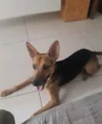 Chico