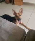 Chico