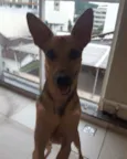 Chico