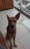Chico