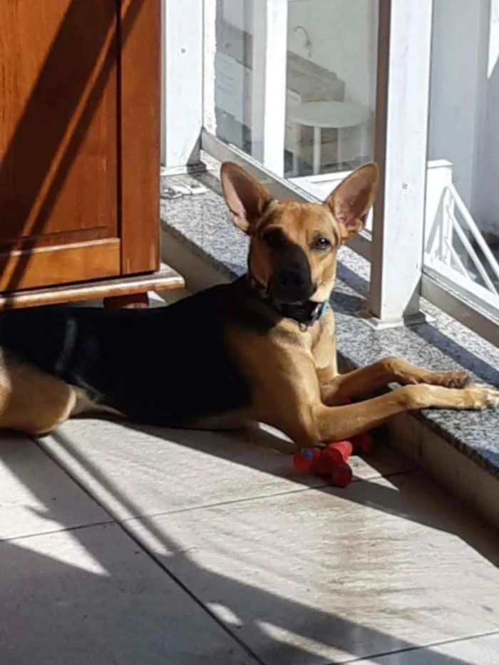 Cachorro ra a SRD idade 1 ano nome Chico