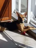 Chico