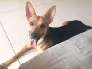 Cachorro raça SRD idade 1 ano nome Chico