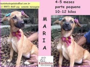 Cachorro raça srd idade 2 a 6 meses nome maria