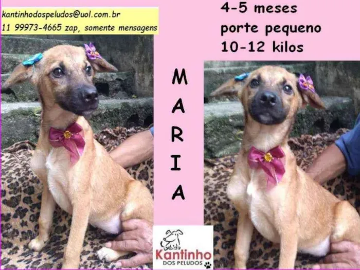 Cachorro ra a srd idade 2 a 6 meses nome maria