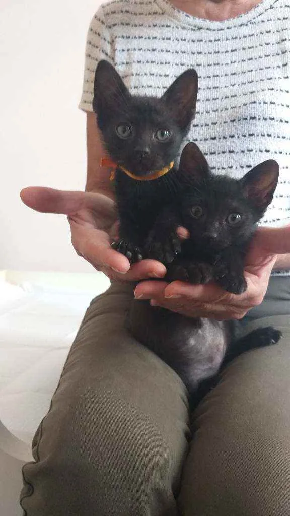 Gato raça srd idade Abaixo de 2 meses nome Pretinhos
