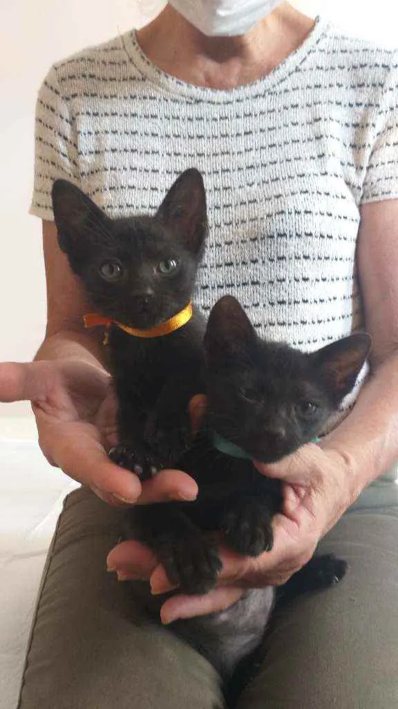 Gato raça srd idade Abaixo de 2 meses nome Pretinhos