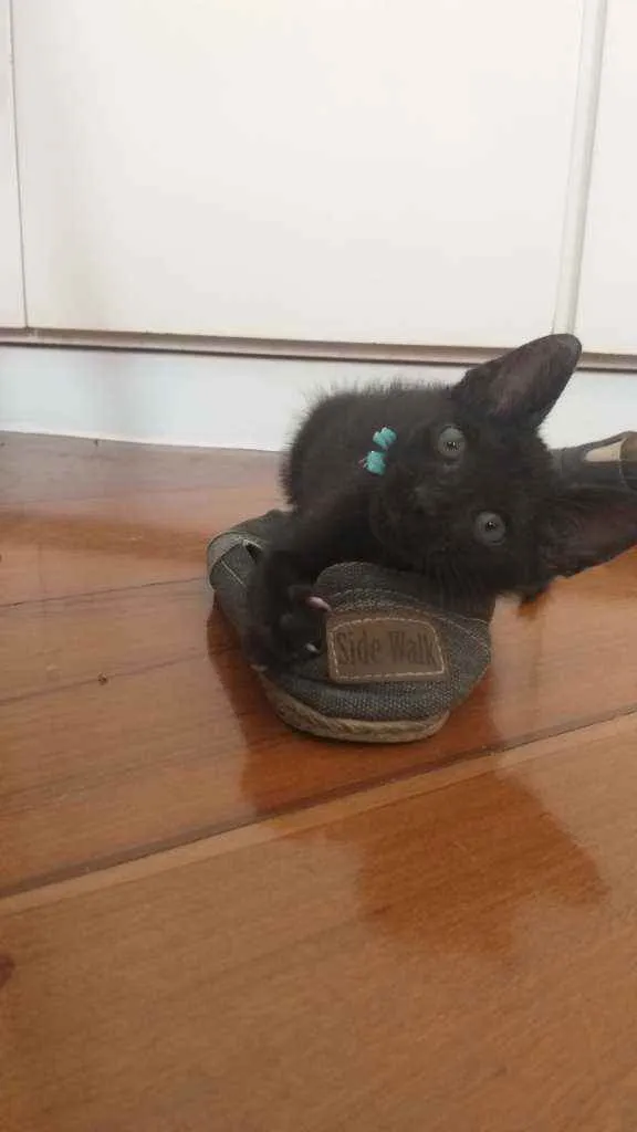 Gato raça srd idade Abaixo de 2 meses nome Pretinhos