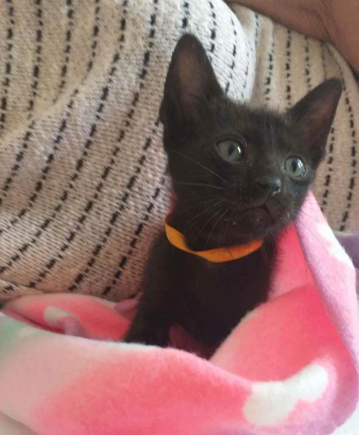 Gato raça srd idade Abaixo de 2 meses nome Pretinhos