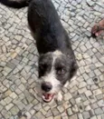 Baronesa