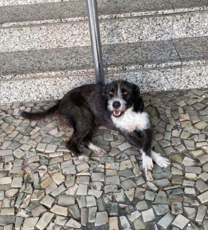 Cachorro ra a SRD idade 1 ano nome Baronesa