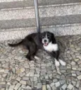 Baronesa
