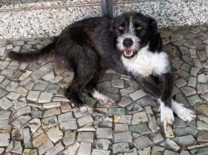 Cachorro ra a SRD idade 1 ano nome Baronesa