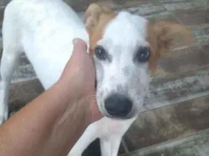 Cachorro raça SRD idade 2 a 6 meses nome Rock