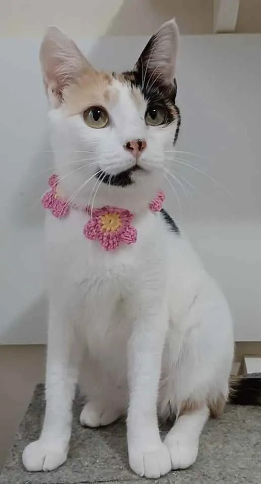 Gato raça Srd idade 7 a 11 meses nome Clarinha