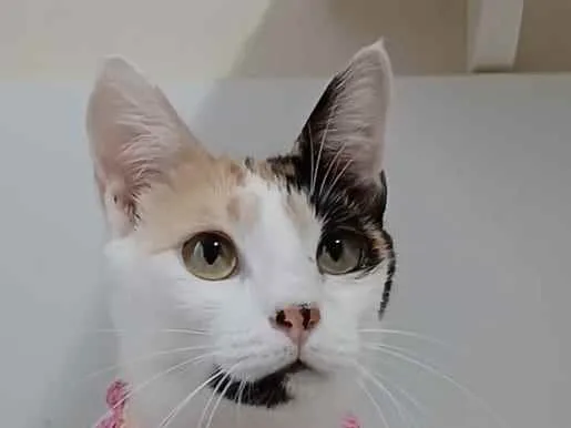 Gato raça Srd idade 7 a 11 meses nome Clarinha