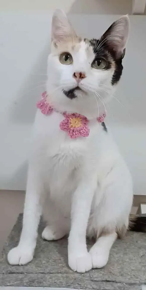 Gato raça Srd idade 7 a 11 meses nome Clarinha