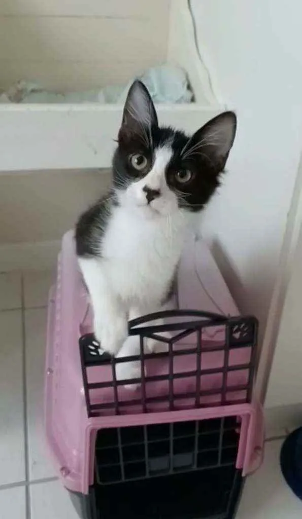 Gato ra a Srd idade 2 a 6 meses nome Emilinho 