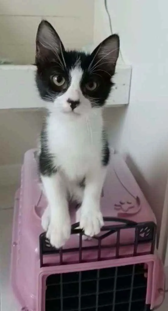 Gato ra a Srd idade 2 a 6 meses nome Emilinho 