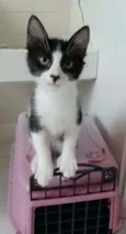 Emilinho