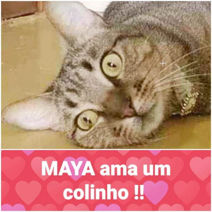 Gato ra a Srd idade 1 ano nome Maya 