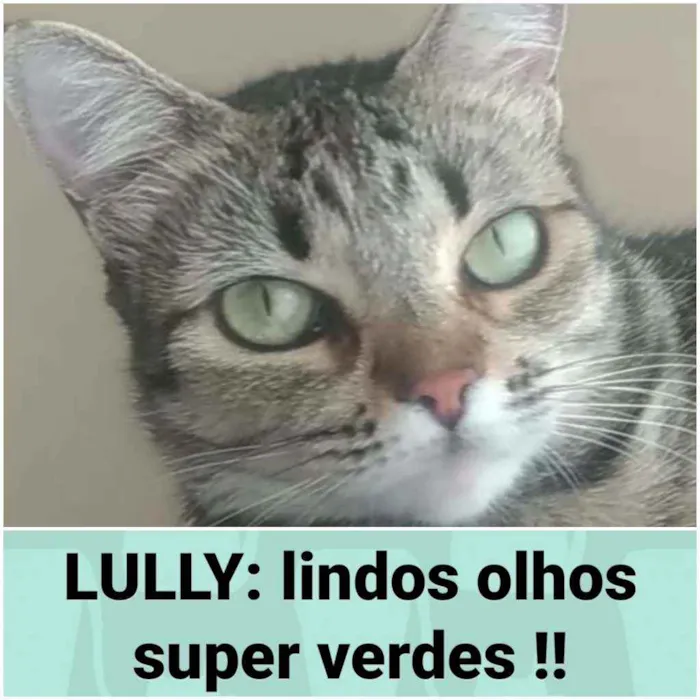 Gato ra a srd  idade 2 anos nome LULLY