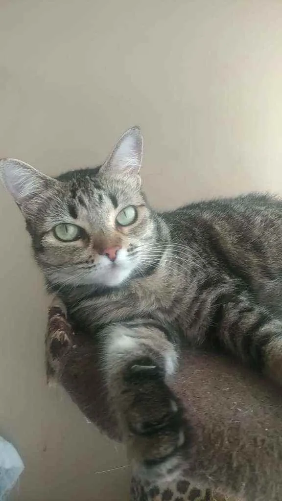 Gato ra a srd  idade 2 anos nome LULLY