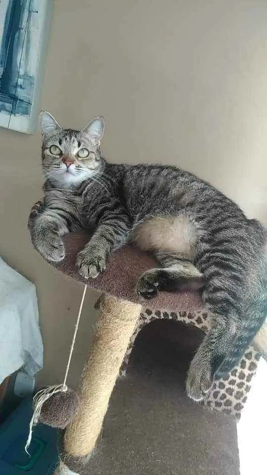 Gato ra a srd  idade 2 anos nome LULLY