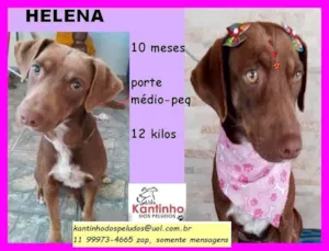 Cachorro raça SRD idade 7 a 11 meses nome Helena