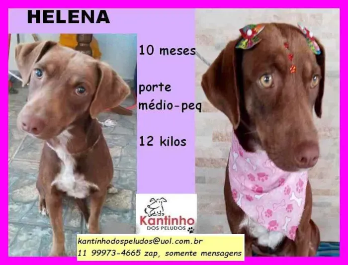 Cachorro raça SRD idade 7 a 11 meses nome Helena