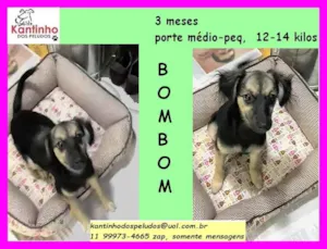 Cachorro raça SRD idade 2 a 6 meses nome Baby Bombom