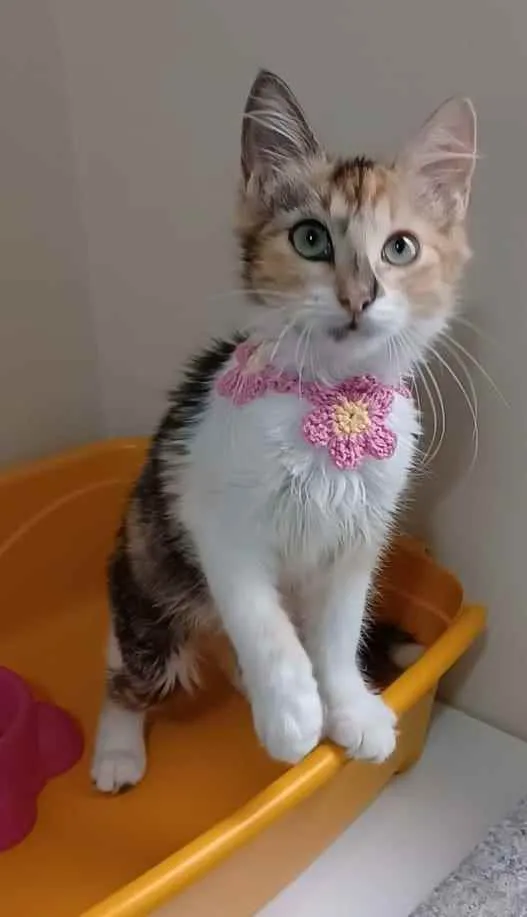 Gato ra a Srd idade 2 a 6 meses nome Léa 