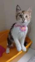 Léa