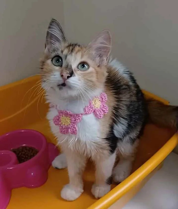 Gato ra a Srd idade 2 a 6 meses nome Léa 