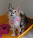 Léa