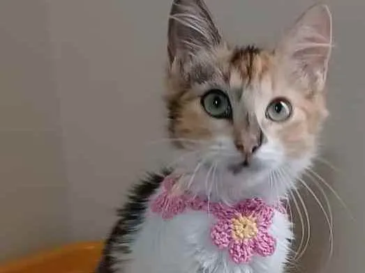 Gato ra a Srd idade 2 a 6 meses nome Léa 