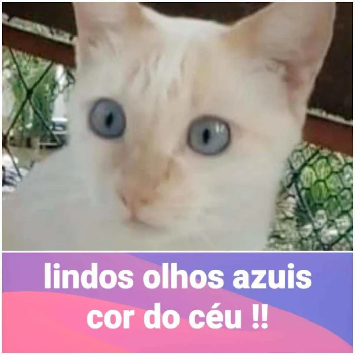 Gato ra a srd bicolor idade 1 ano nome PRÍNCIPE 