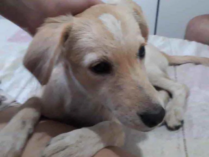 Cachorro raça Srd idade 1 ano nome Mel
