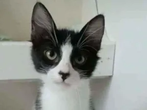 Gato raça srd frajolinha  idade 2 a 6 meses nome EMILINHO